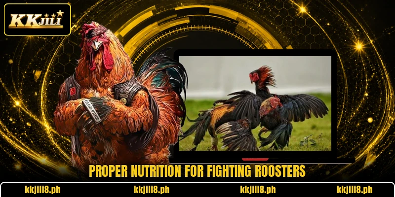 Proper nutrition for fighting roosters