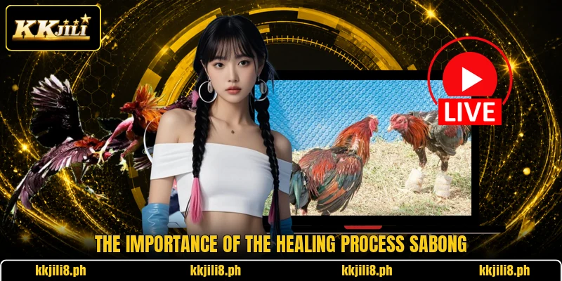 The importance of the healing process Sabong