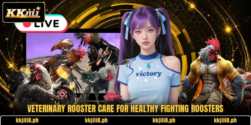 Veterinary Rooster Care For Healthy Fighting Roosters